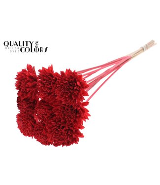 QC Shola Zinia 6cm on stem Red | Per 50 stuks