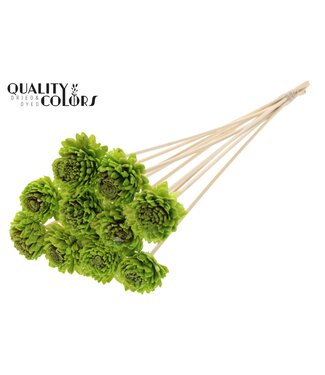 QC Shola Zinia 6cm on stem Wax Light Green ( x 50 )