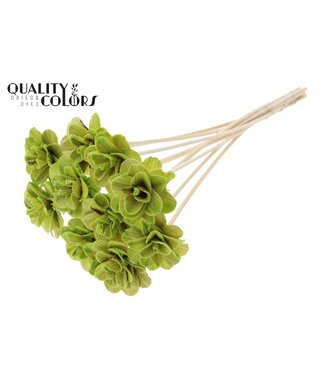 QC Beetal Rose 6cm on stem Wax Light Green | Per 50 stuks
