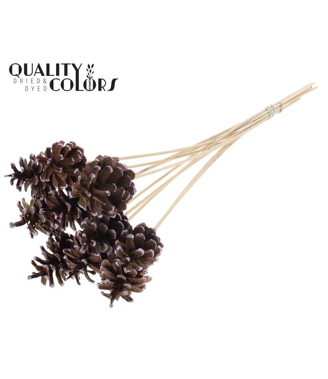 Pine cone 5-7cm on stem Metallic Pink Tipped ( x 50 )