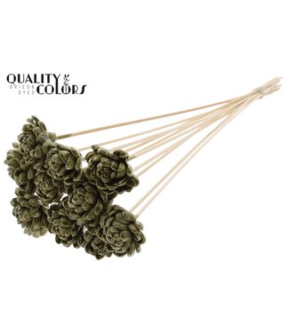 QC Shola New Beauty Rose 6cm on stem Wax Olive | Per 50 stuks