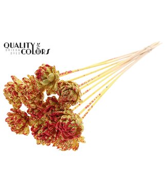 QC Shola New Beauty Rose 6cm on stem Splashed Yellow/Red ( x 50 )