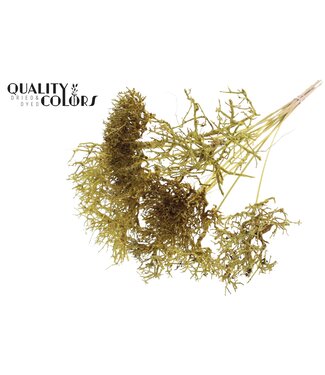 QC Dry Tree on stem Yellow | Per 50 stuks