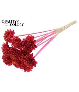 QC Shola Zinia 6cm on stem Splashed Cerise/Yellow ( x 50 )