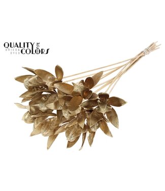 QC Wild Lilly on stem Antique Gold | Per 50 stuks