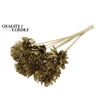 QC Shola Slice Pine 6cm on stem Gold ( x 50 )