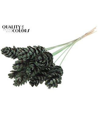 QC Strobus 10-15cm on stem Frosted Mint Green | Per 50 stuks