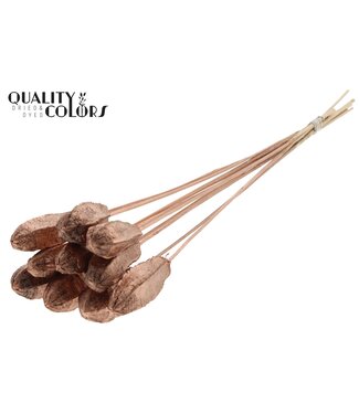 QC Mehogani on stem Copper | Per 50 stuks