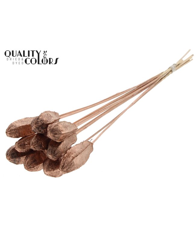 Mehogani on stem Copper ( x 50 )