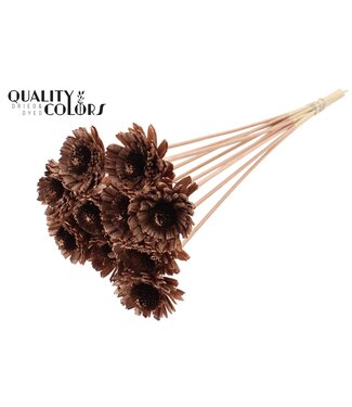 QC Shola Daisy Sunflower 6cm on stem Copper | Per 50 stuks