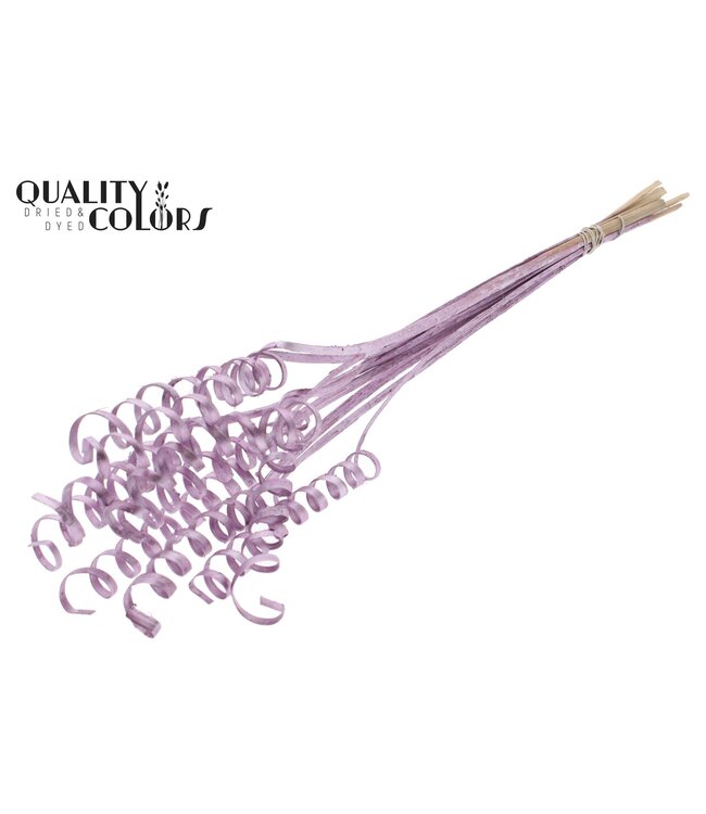 Cane Spring on stem Metallic Pink ( x 50 )