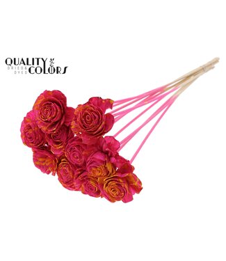 QC Shola Beauty Rose 6cm on stem Splashed Cerise/Yellow ( x 50 )