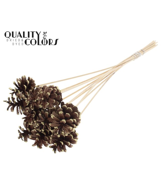 Pine cone 5-7cm on stem Gold Tipped ( x 50 )