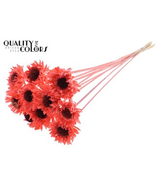 QC Shola Daisy Sunflower 6cm on stem Coral | Per 50 stuks