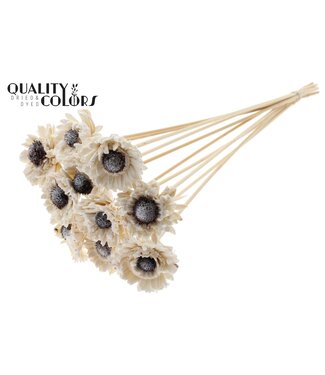 QC Shola Daisy Sunflower 6cm on stem Wax White ( x 50 )