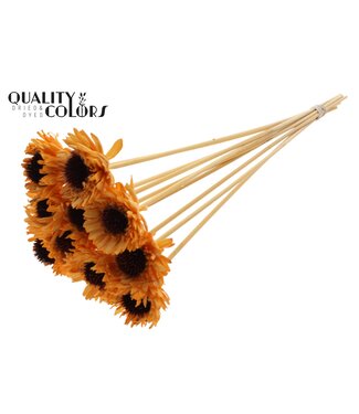 QC Shola Daisy Sunflower 6cm on stem Apricot ( x 50 )