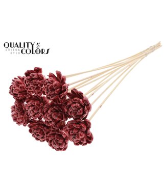 QC Shola New Beauty Rose 6cm on stem Wax Burgundy ( x 50 )