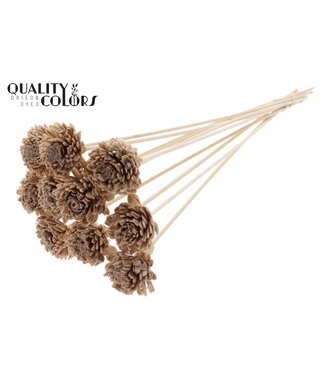 QC Shola Zinia 6cm on stem Wax Beige ( x 50 )