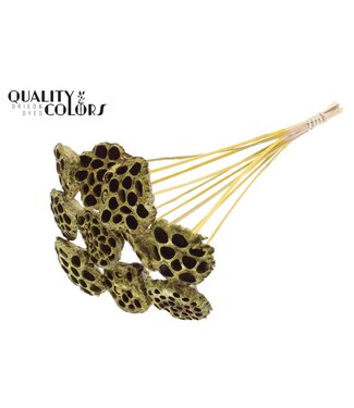 QC Lotus 5-7cm on stem Metallic Yellow ( x 50 )
