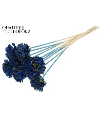 QC Shola Karnish Flower 6cm on stem Splashed Blue/Yellow ( x 50 )