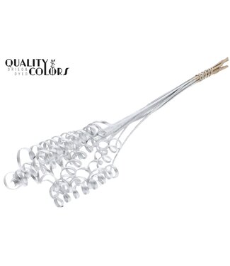 QC Cane Spring on stem Silver | Per 50 stuks
