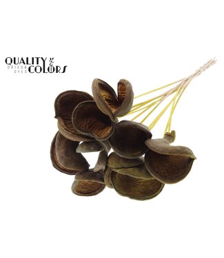 QC Badam on stem Yellow | Per 50 stuks