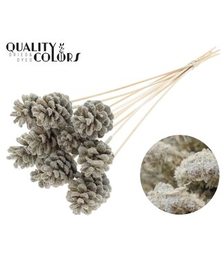 QC Pine cone 5-7cm on stem Sawdust Creme | Per 50 stuks