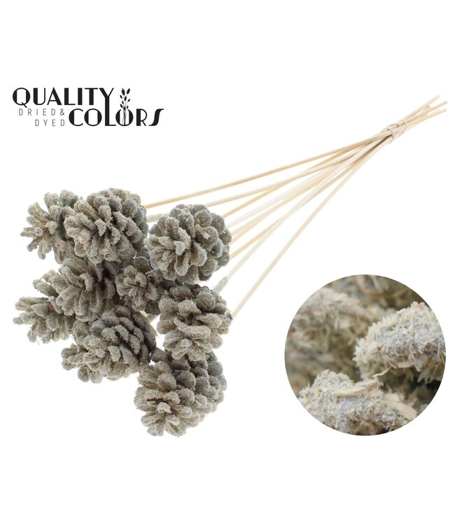 Pine cone 5-7cm on stem Sawdust Creme ( x 50 )