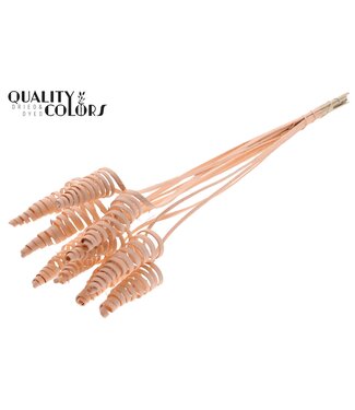 QC Cane Cone on stem Covered Apricot ( x 50 )