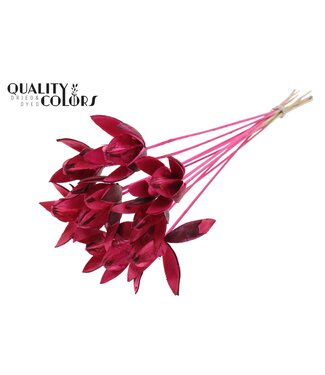 QC Wild Lilly on stem Cerise | Per 50 stuks