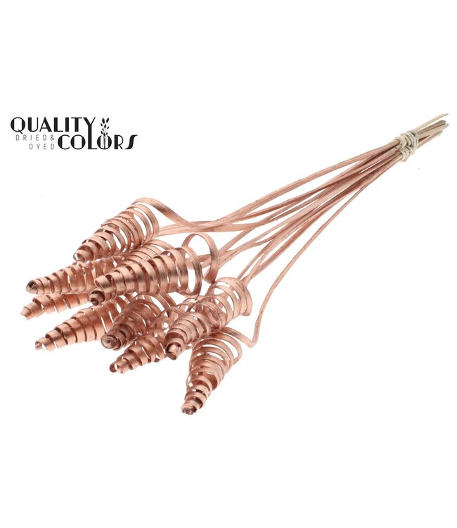 Cane Cone on stem Copper ( x 50 )
