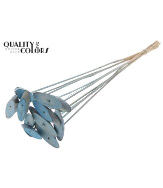 QC Wood oval Slice on stem Frosted Light Blue | Per 50 stuks