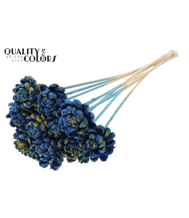 Shola New Beauty Rose 6cm on stem Splashed Blue/Yellow ( x 50 )