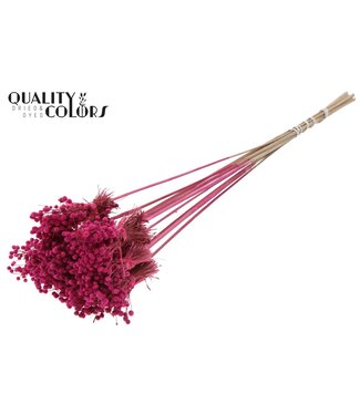 QC Mini Button Posy on stem Cerise | Per 50 stuks