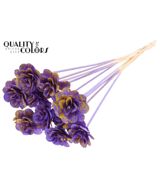Beetal Rose 6cm on stem Splashed Purple/Yellow ( x 50 )