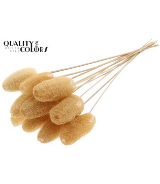 QC Luffa Mini on stem Natural | Per 50 stuks
