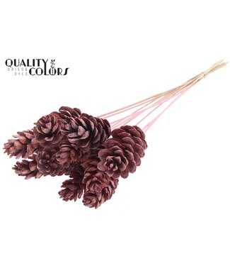 QC Strobus 10-15cm on stem Frosted Pink | Per 50 stuks
