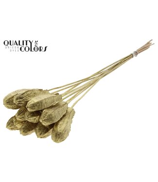 QC Mehogani on stem Gold | Per 50 stuks