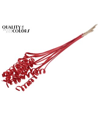 QC Cane Spring on stem Covered Red ( x 50 )