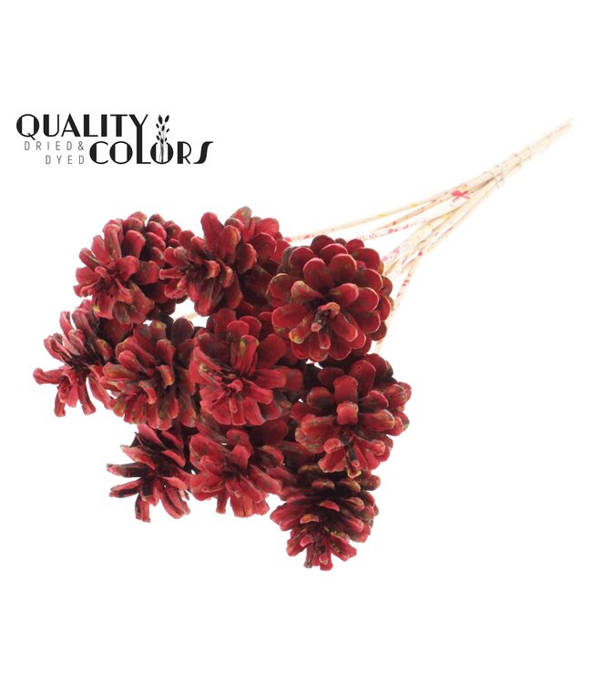 Pine cone 5-7cm on stem Multicolour Red ( x 50 )