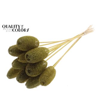 QC Luffa Mini on stem Olive ( x 50 )
