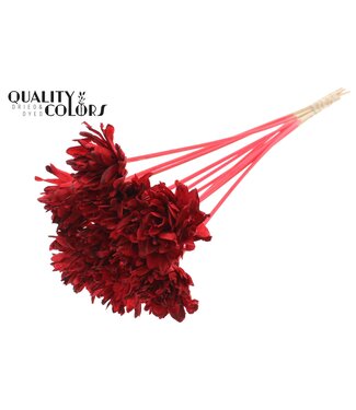 QC Shola Slice Pine 6cm on stem Red | Per 50 stuks