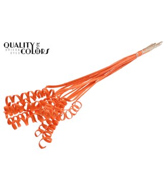 QC Cane Spring on stem Covered Orange | Per 50 stuks