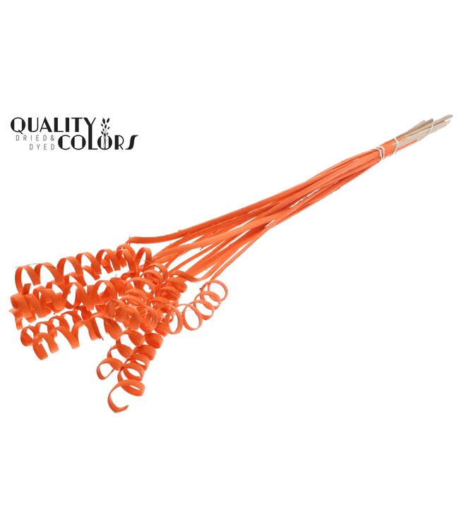 Cane Spring on stem Covered Orange ( x 50 )