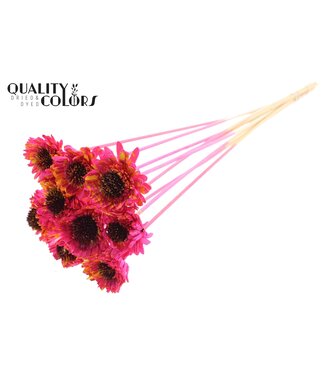 QC Shola Daisy Sunflower 6cm on stem Splashed Cerise/Yellow ( x 50 )