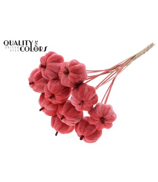 QC Velvet Pumpkin Ø6cm on stem Coral ( x 40 )
