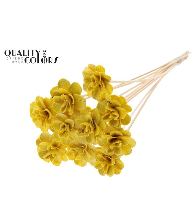 Beetal Rose 6cm on stem Wax Yellow ( x 50 )