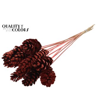 QC Strobus 10-15cm on stem Coral | Per 50 stuks