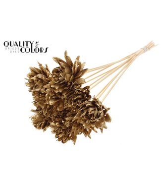 QC Shola Slice Pine 6cm on stem Antique Gold ( x 50 )