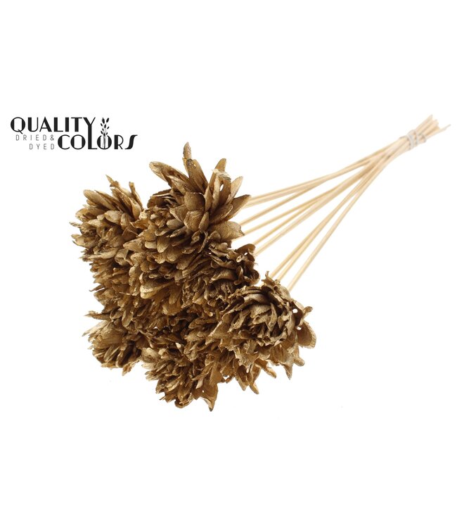 Shola Slice Pine 6cm on stem Antique Gold ( x 50 )